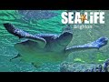 Sea Life Brighton Full Walkthrough Tour - World's Oldest Aquarium (Feb 2022) [4K]