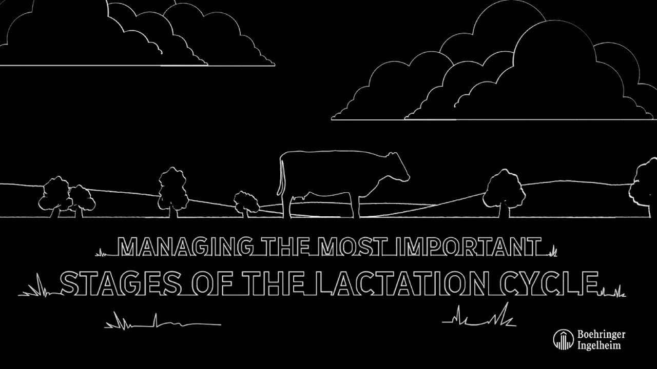 What is the lactation cycle of a dairy cow? Tipseri