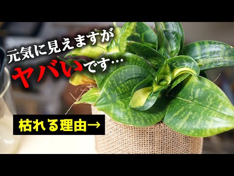 園芸 マセラシオン