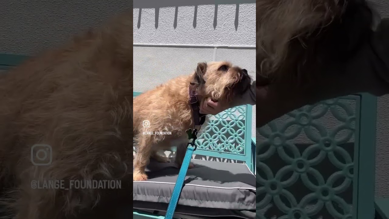 Muddy Buddy, a Adoptable Border Terrier in Los Angeles, CA video 6/6