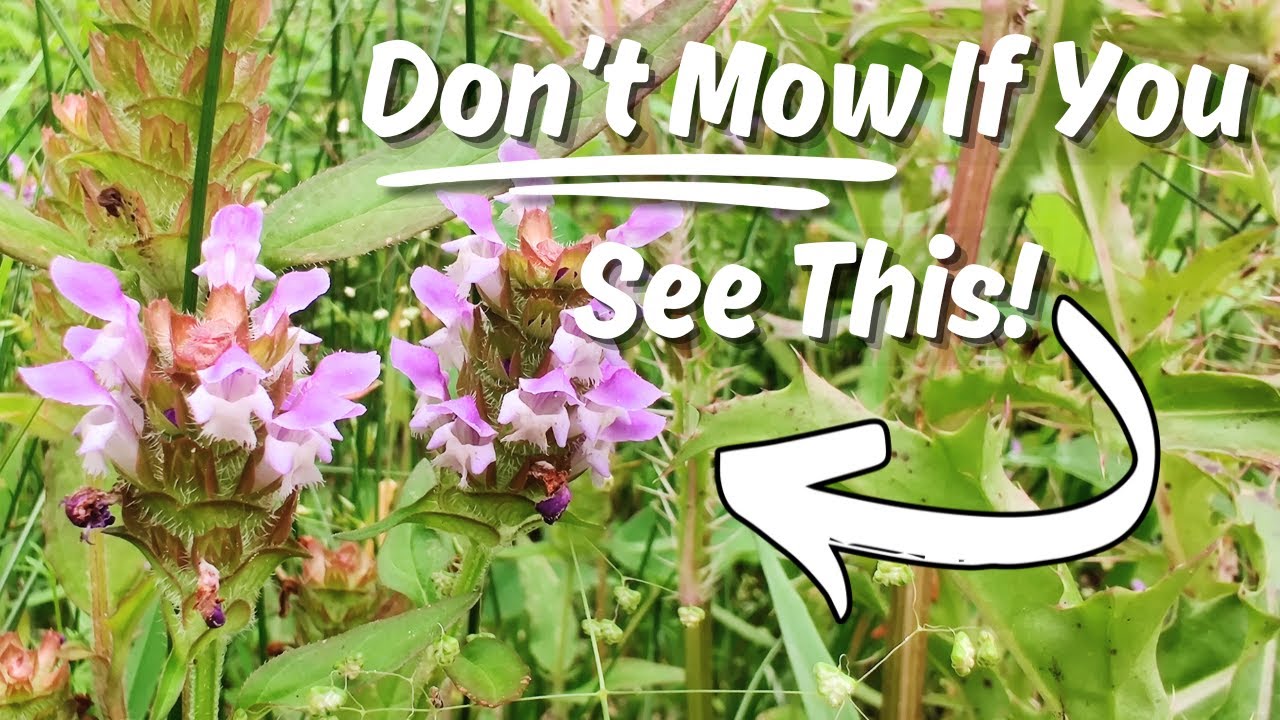 When You See This Purple Flower You Know You’ve Found a POWERFUL Medicinal Plant