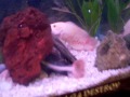 Red Tail Catfish Oscar Feeding Time