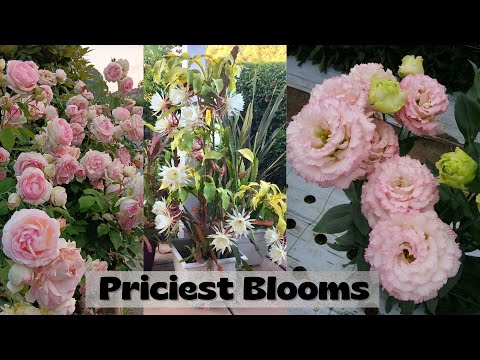 Il miglior fiorista svela i fiori PIÙ RARI e COSTOSI del mondo