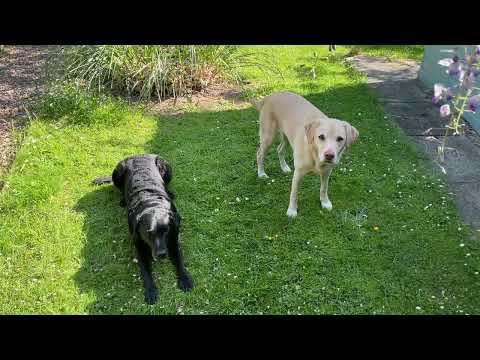 Olive and Mabel  - Flora and Fauna.