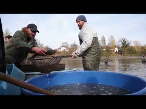 Výlov Panského rybníka 2017