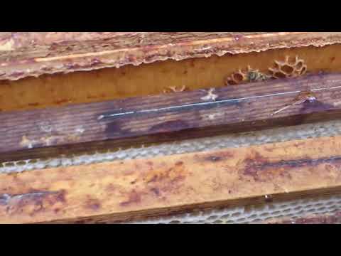 Övervintra små samhällen, del 2, 29 september