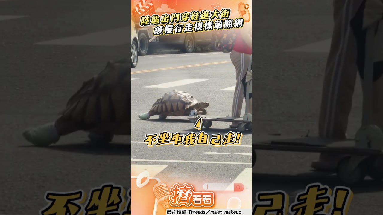 影音／寵物龜出門竟「穿鞋」逛大街！　不坐「嬰兒車」緩慢行走萌翻網