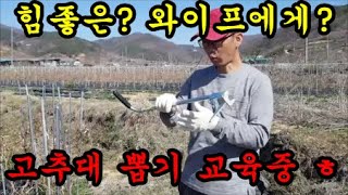 와이프에게 고추지지대를 맨손으로 뽑아보고 연장을 써서 해본결과