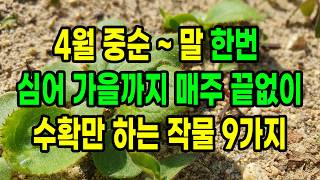 4월 중순 ~ 말 한번 심어 가을까지 매주 끝없이 수확만 하는 작물 9가지