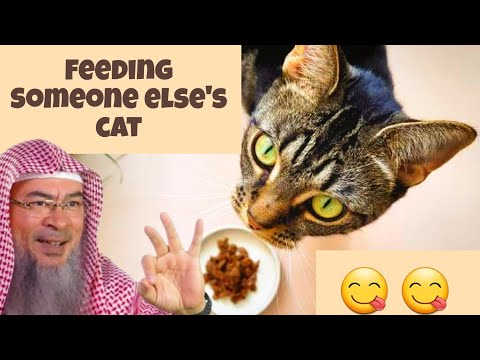 Can I feed someone else's Cat? #Assim #assimalhakeem #assim assim al hakeem