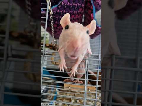 Nekkid Dude noms 🥰