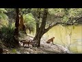 Tiger Arrowhead Challenges Crocodile To Save Her Cubs At Ranthambore Super Mom