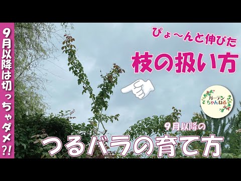 つる性のツタをいつどのように剪定するのですか？家や庭を邪魔しない美しい植物を育てるためのヒント  庭園