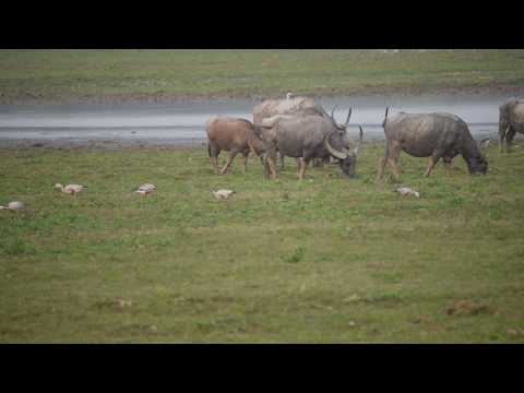 a herd of asiatic  wild buffaloes by hirak majumdar, kolkata compressed