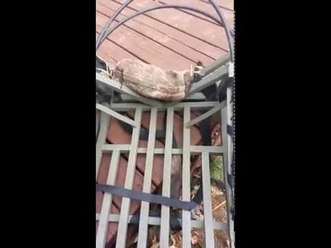Ameristep climber product features