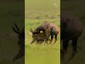 How A Hyena S Persistence Finally Brings Down A Topi Antelope Only To Face A Greater Threat