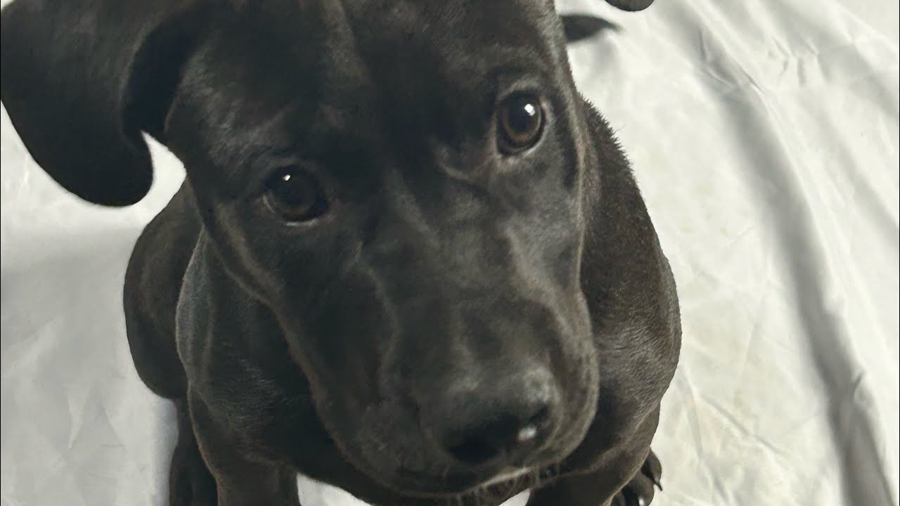 Enlarge Orbit, an adopted mixed breed in MADISON, AL video 4/4