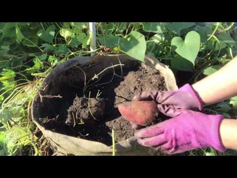 download lagu mp3 mp4 New Zealand Sweet Potato, download lagu New Zealand Sweet Potato gratis, unduh video klip New Zealand Sweet Potato