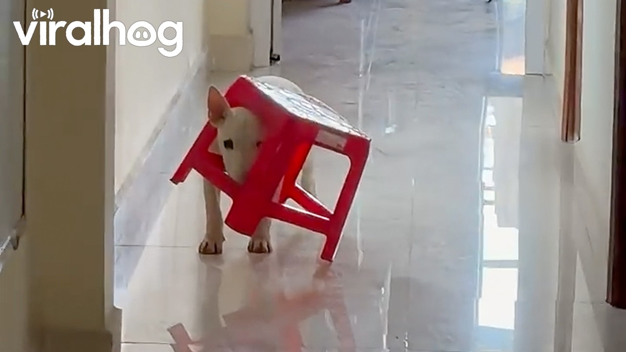 Funny Bull Terrier Puppy Gets Stuck In a Plastic Chair || ViralHog