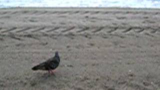 Pigeon Walk