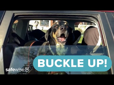 Car Safety for Pets | Traveling Safely with Big Dogs, Little Dogs & Cats