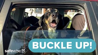 Car Safety for Pets | Traveling Safely with Big Dogs, Little Dogs & Cats