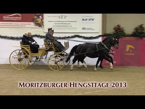Moritzburger Hengsttage 2013