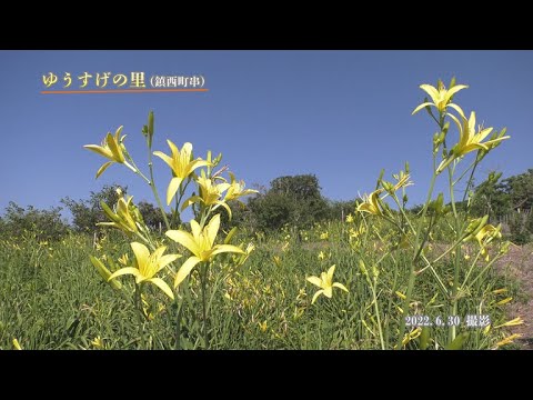 【佐賀県唐津市の風景：4K映像】ゆうすげの里 [鎮西町串](令和4年6月30日撮影）