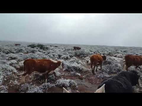 Arreo de Vacas invierno- Los Chihuidos