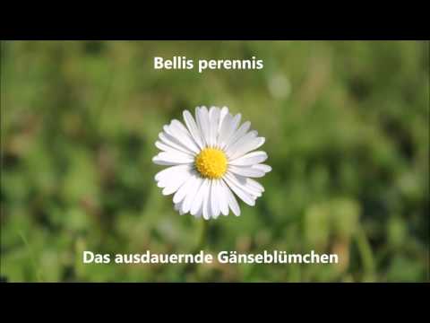 Bellis perennis - Das ausdauernde Gänseblümchen (Eigener Song)