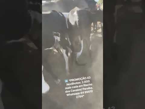 ➡️ *PROMOÇÃO 43 Novilhotes: 2.600 reais cada em Riacho dos Cavalos/ Paraíba. Whatsapp 84 99810 2784*