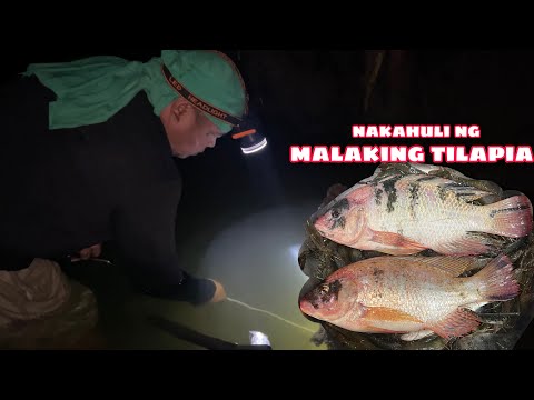 PANGINGILAW NG HIPON + NAKAHULI NG MALAKING TILAPIA