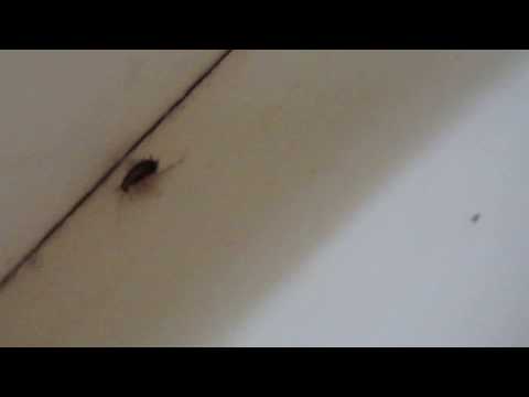 Elävä torakka - a living cockroach