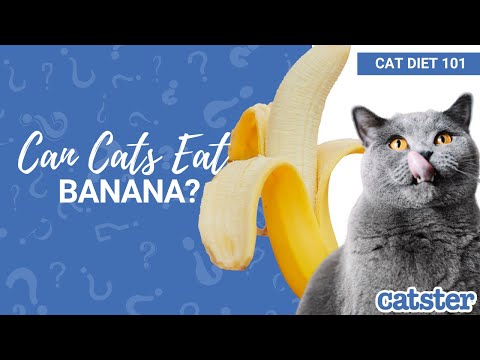 CAN CATS EAT BANANA? Is Banana Safe for Cats? - YouTube