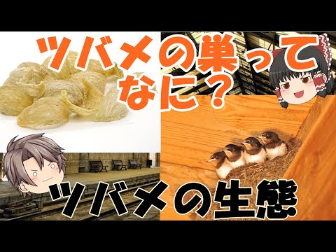 IUCN分類における絶滅の危険性を示す図。