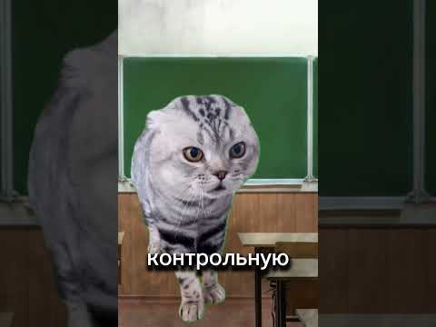 Котики и тревога😹 #мемныекоты #нетхейту #пустьзалетит #жиза #подпишись