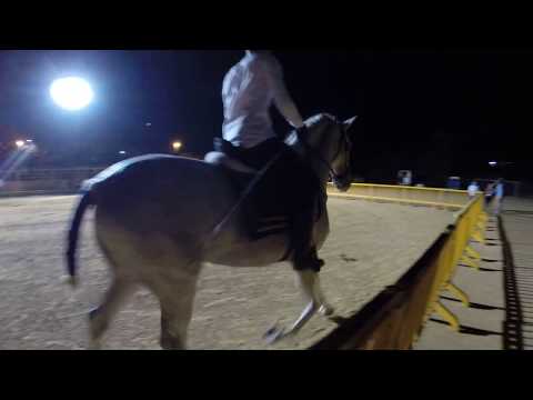 Galà Equestre di Comitini: Calogero Montana Lampo e Pegaso