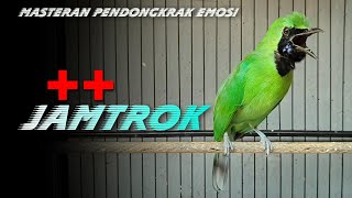Download lagu 🔴JAMTROK‼️CUCAK IJO GACOR NGENTROK FULL EMOSI mp3