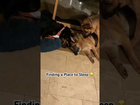 Finding a Place to SLEEP 🤩🤣 #shorts #animals #nature #dog