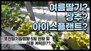 5월 딸기농장 상황 및 이후 계획은?