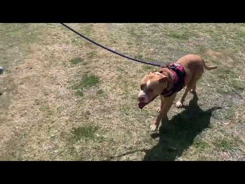 ASHERAH- Available for Adoption!