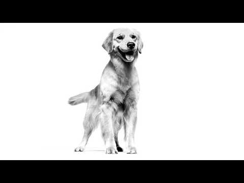 Royal Canin Labrador Retriever Puppy Video Thumbnail