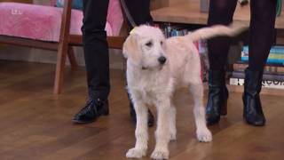 Luna Still Refuses To Sit | This Morning