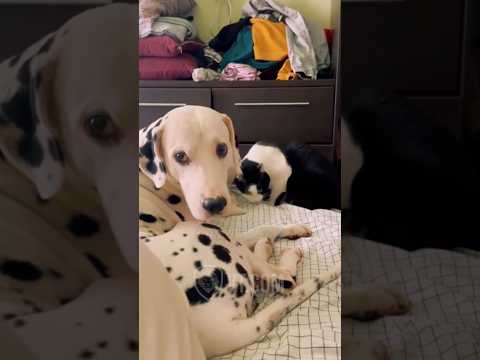 Dalmatian Didn’t See This Coming 😳🐶
