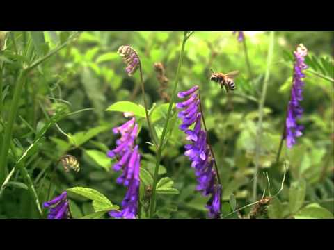 シロスジヒゲナガハナバチ　花から花へ　高速度ビデオ