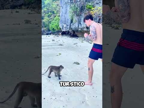 These monkeys attacked a tourist in Thailand! 😱#shorts