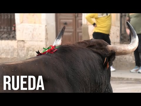 Rueda 2024 Toro de La Vendimia