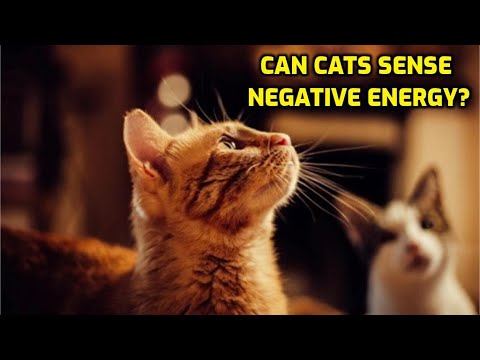 Do Cats Sense Good And Bad Energy?