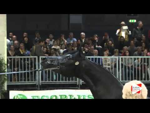 N 137 DALIA J   Verona 2015   Fillies 2 years old Class 3