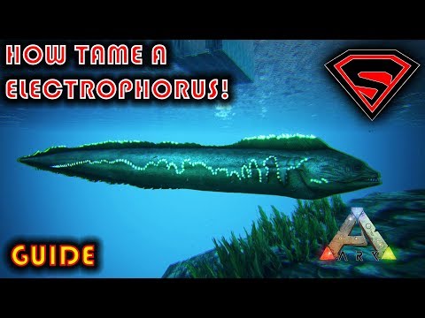 ARK HOW TO TAME A ELECTROPHORUS 2020 - EVERYTHING YOU NEED TO KNOW ABOUT TAMING A ELECTROPHORUS